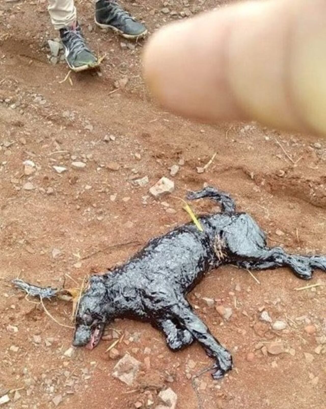 La perrita estaba totalmente cubierta con el bleque líquido.