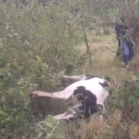 Ojetopa una vaca mutilada y sin lengua ¿Fue el chupacabras?