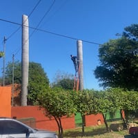 Doña mandó podar sus palmeras y podría ser imputada hína