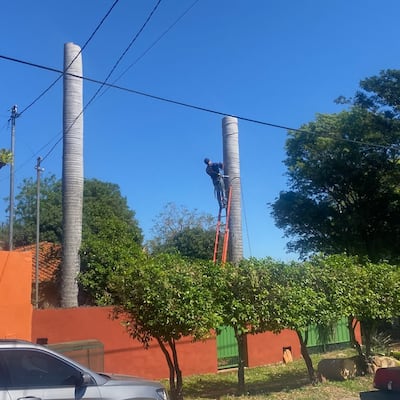 Doña mandó podar sus palmeras y podría ser imputada hína