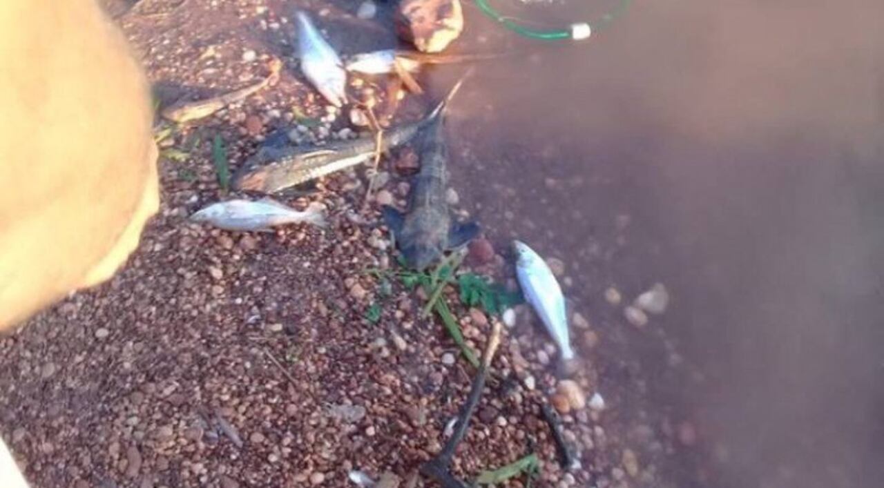 Varios peces muertos flotando en aguas del río Paraguay.