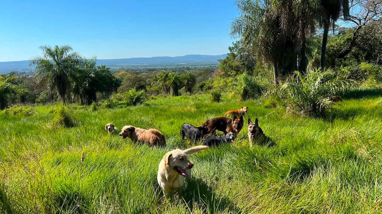 Le hace pasear a los perros en el campo.