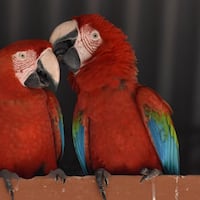 Buscan a Romeo y Julieta, hace una semana que no se sabe nada de ellos