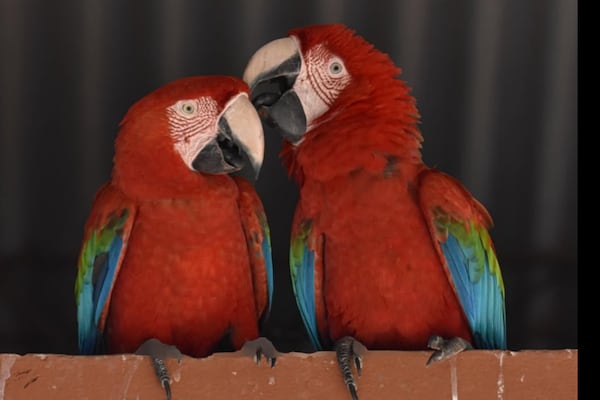 Buscan a Romeo y Julieta, hace una semana que no se sabe nada de ellos