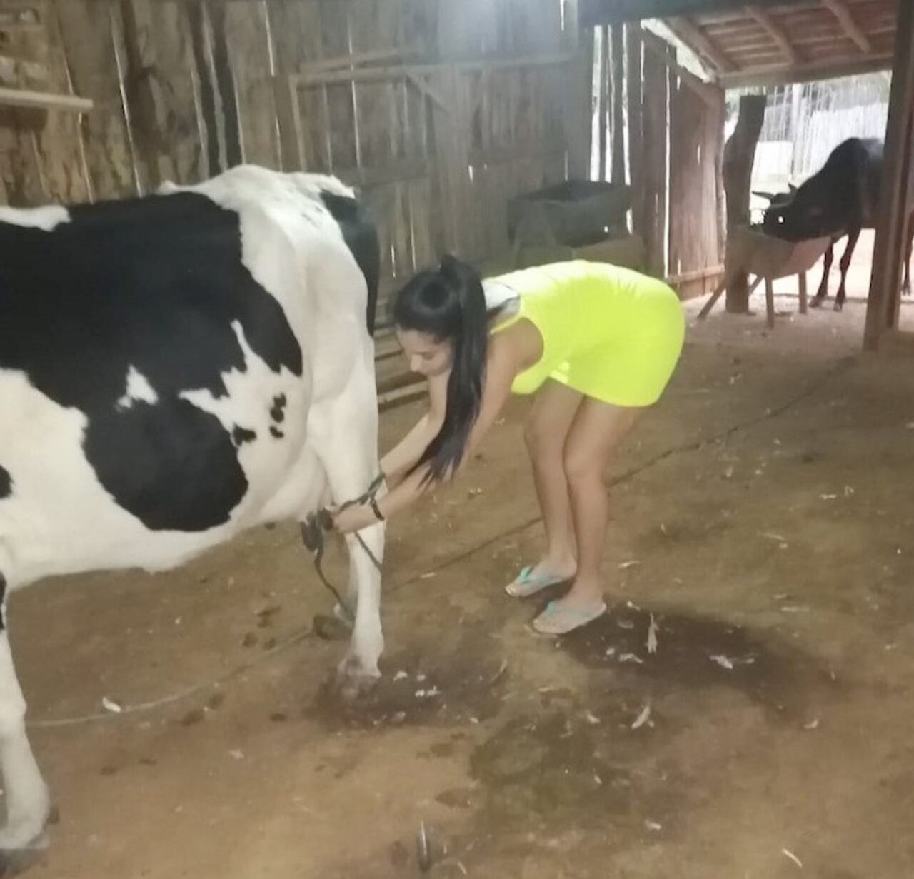 No hay nada más doloroso que una patada de vaca, cuenta la guapa cuerona.