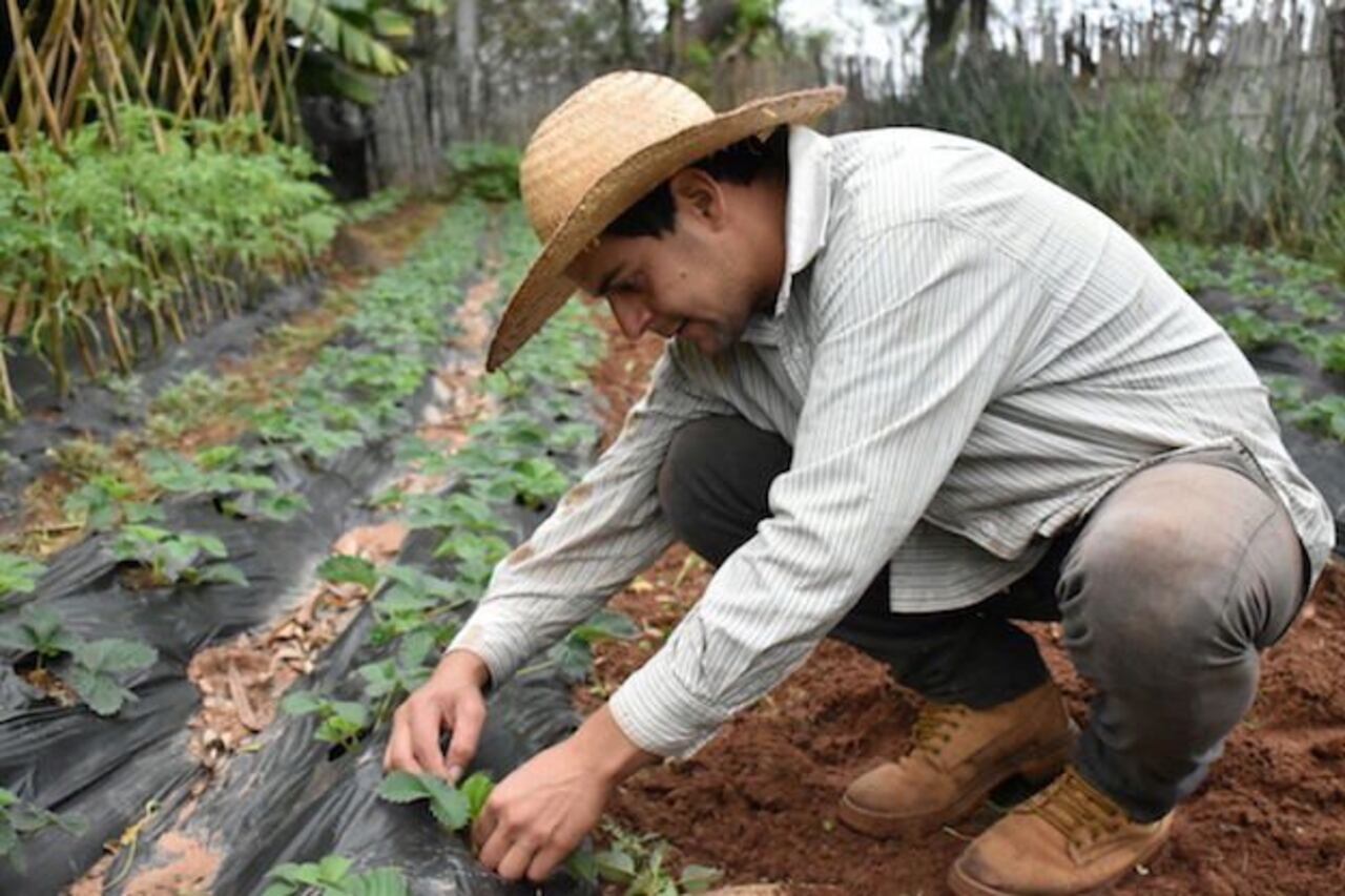LA CHACRA. El maestro Nelson Ruiz trabaja la tierra desde los 7 años. Pagó su escuela, colegio y Universidad con el sudor de su frente. GENTILEZA