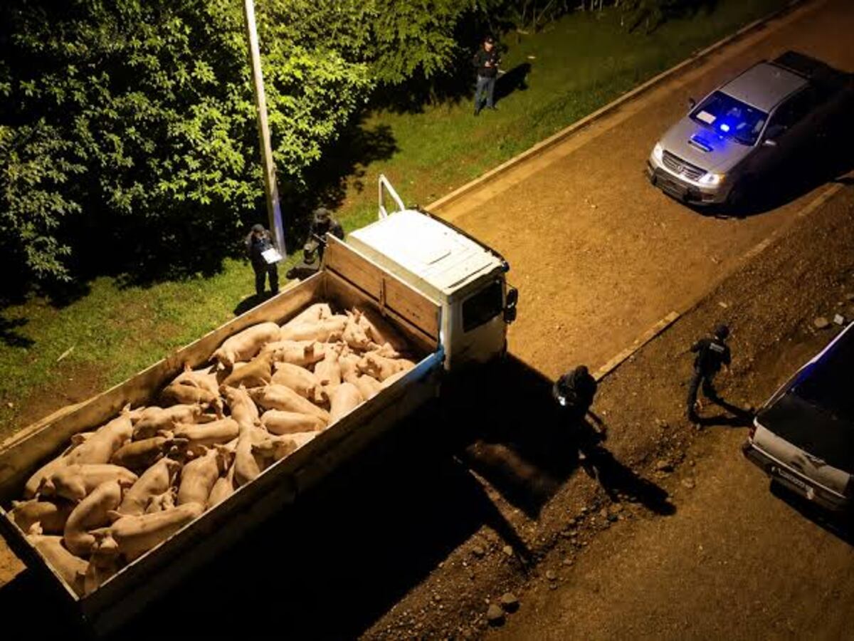 Golpe al contrabando porcino: Intervienen animales ingresados irregularmente al país