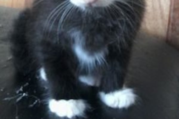 MÉTODOS: castración o la esterilización de los gatitos