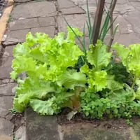 ¡Solo en Villarrica! plantan verduras en vez de flores en las veredas