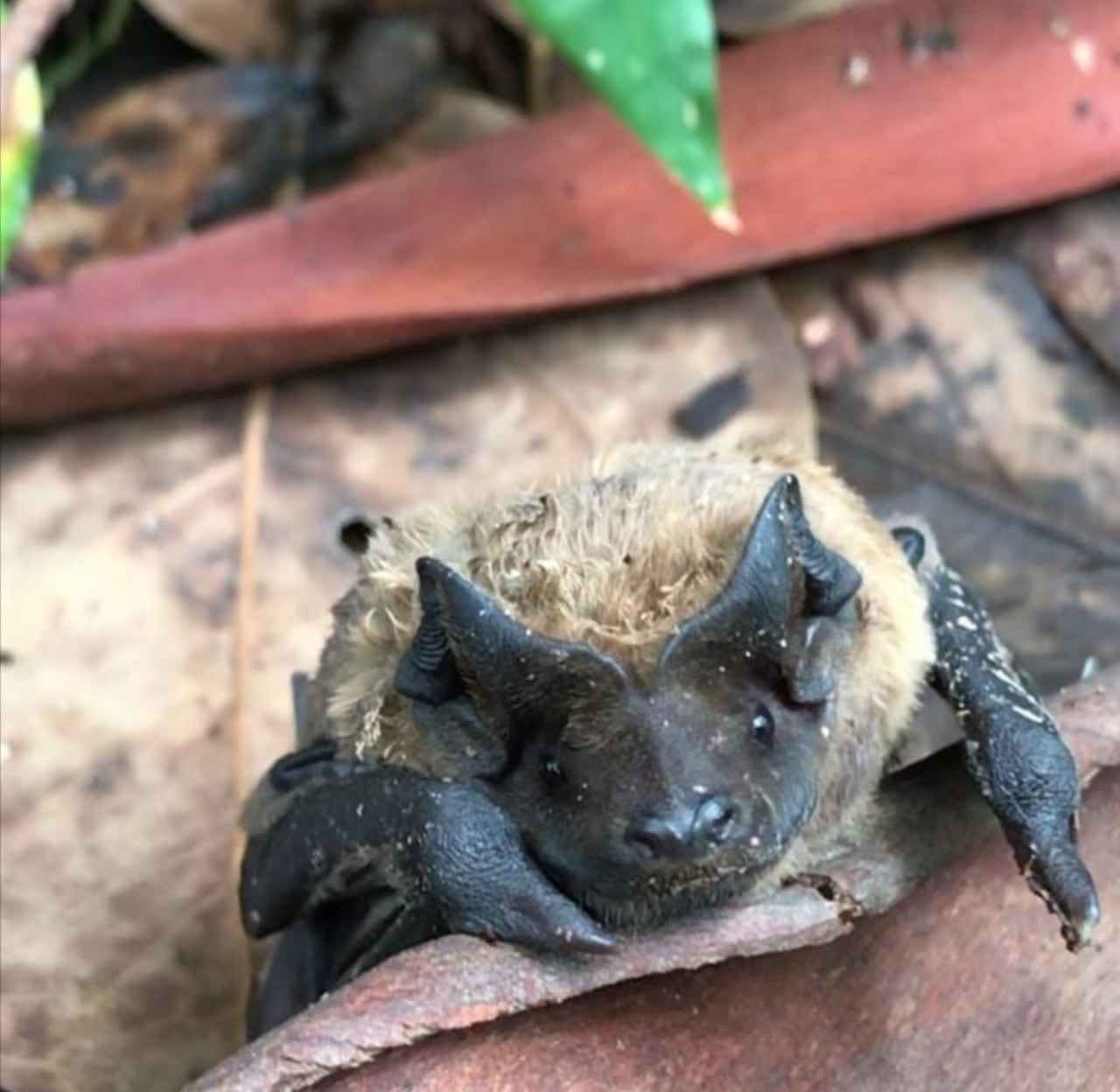 Hay varias especies de mbopículas.