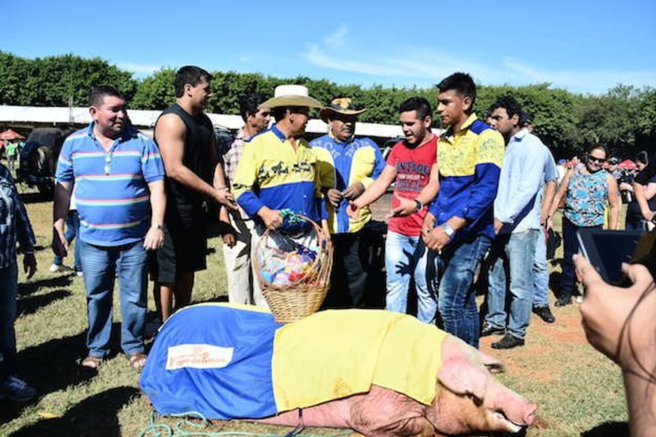 PESADO. El chancho con más peso tiene un reconocimiento especial.