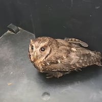 Crecida de río Jejuí deja a animales silvestres sin su hogar