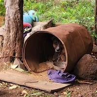 Rescatan a un perrito que vivía atado dentro de un tambor