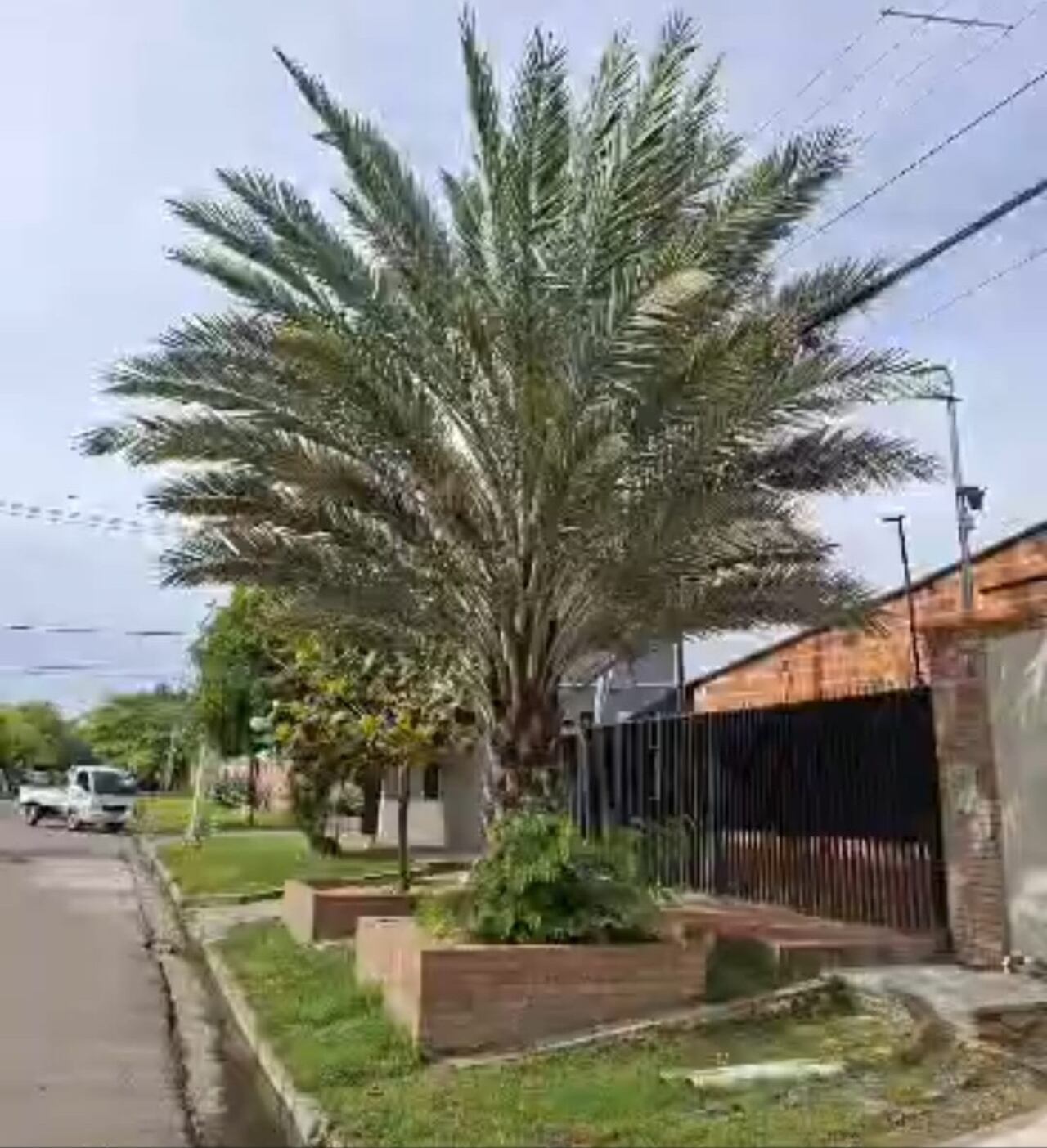Uno de las palmeras plantadas en las veredas de los vecinos, que creció con los años.