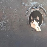 Barlo, el pequeño tripulante que navega con la Armada Paraguaya