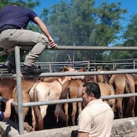 ¡Justo a tiempo! Caballos fueron rescatados de un frigorífico en Luque 🐎
