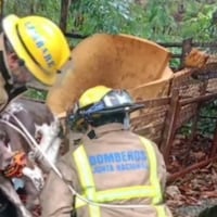 Rescatan a jagua’i que estaba siendo arrastrado por el raudal
