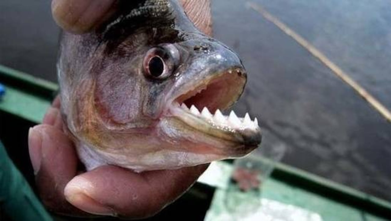 Encargado de playa he'i que son pirañitas porque mordidas son pequeñas. MÁS ENCARNACIÓN