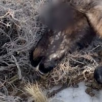 Luces en el cielo y varios animales aparecen muertos