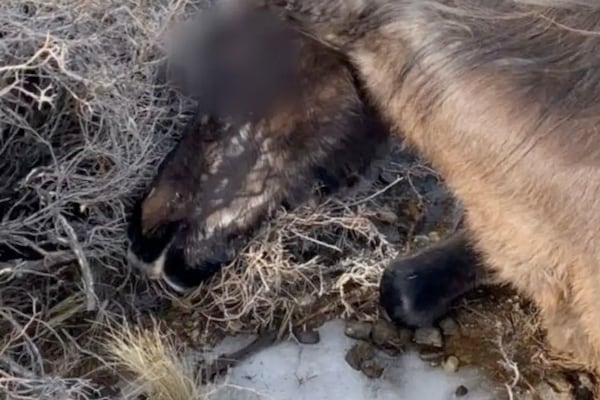 Luces en el cielo y varios animales aparecen muertos