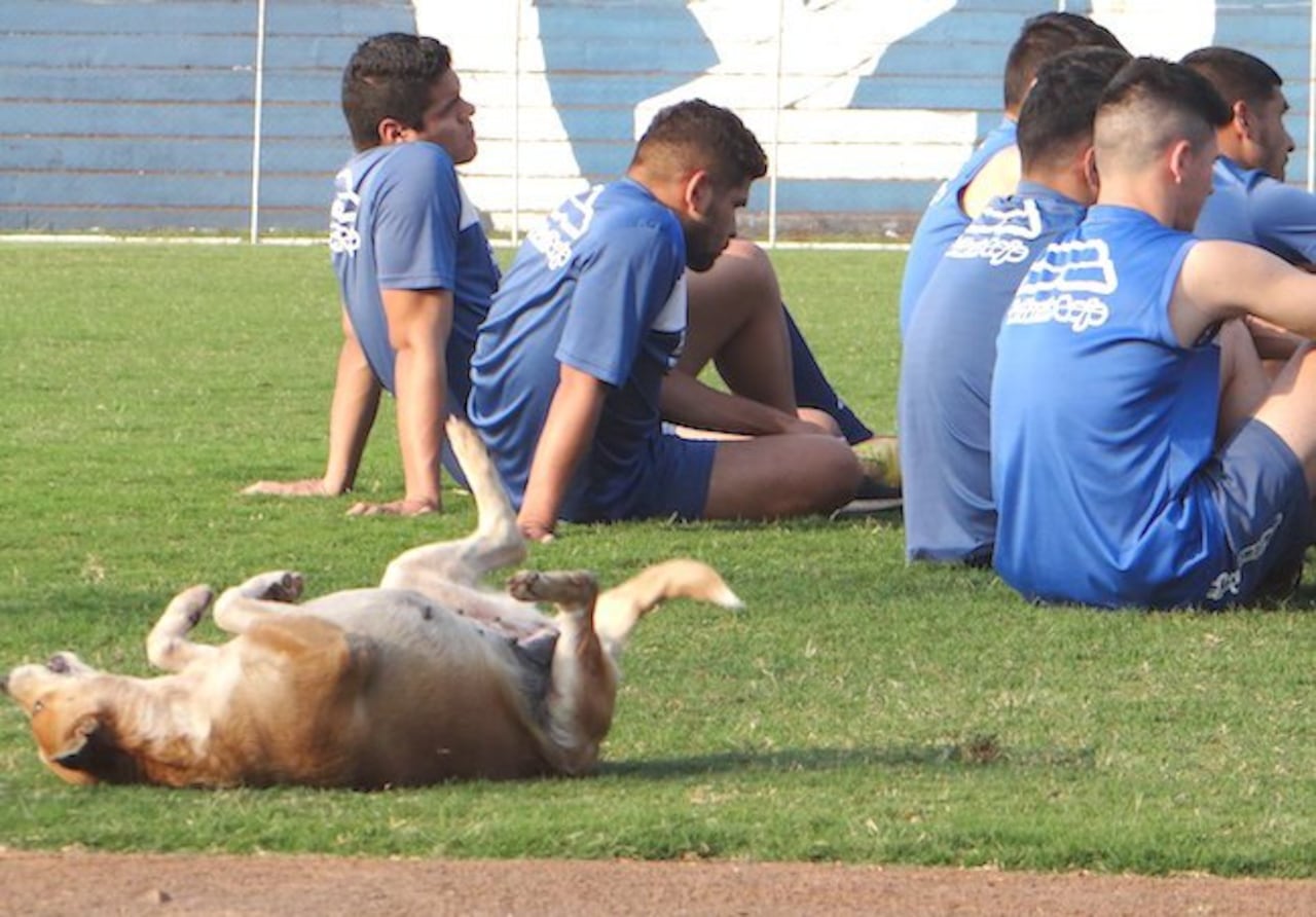 La perrita es mundialmente conocida por estar siempre cerca del equipo.