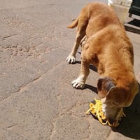 Hicieron tallarinada para los firus por el día de San Roque