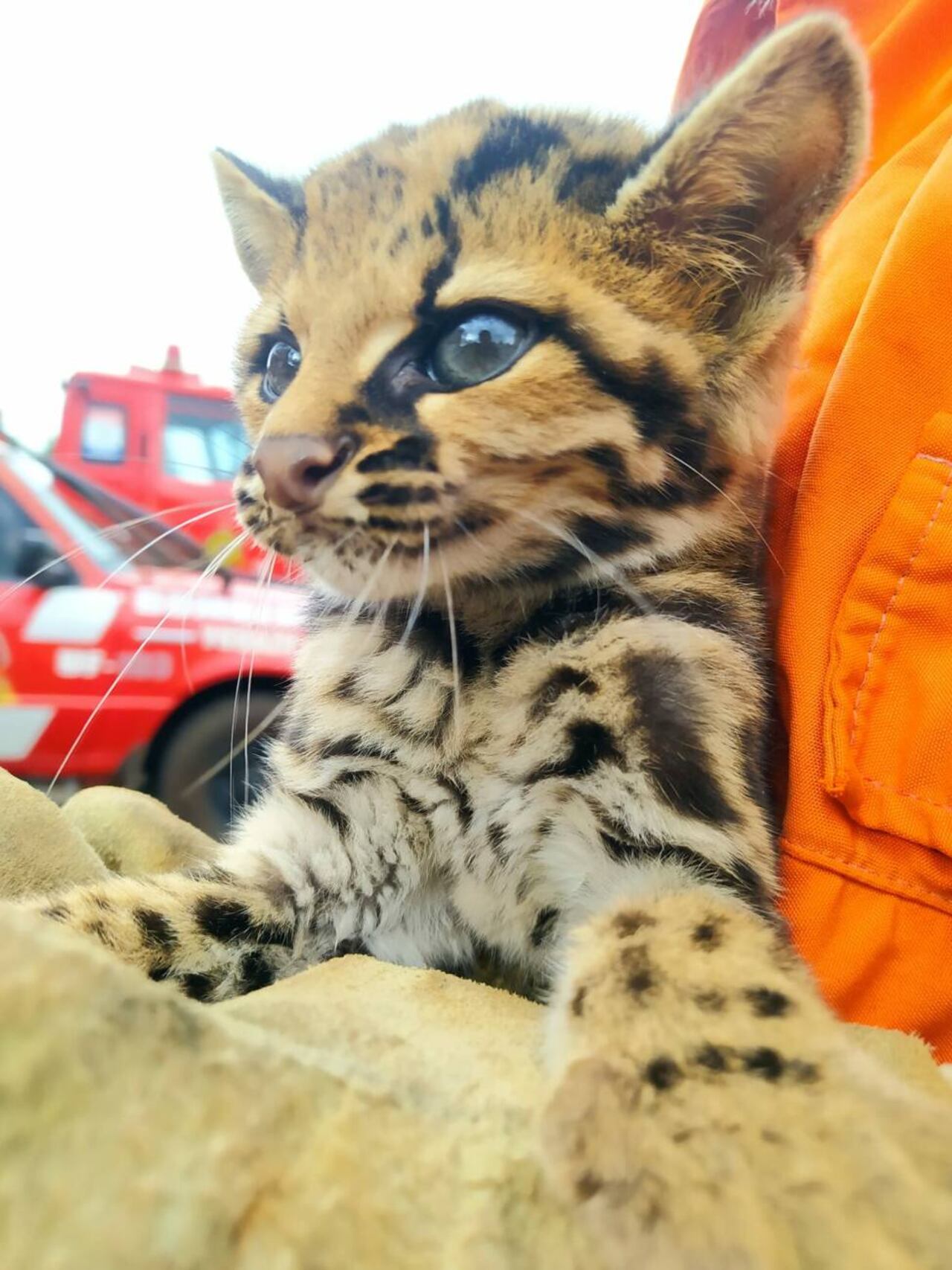 El hermoso Tiríka. (Foto Bomberos Yguazú)