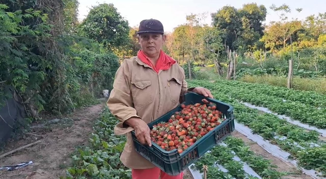 Produce de todo en su pequeña huerta.