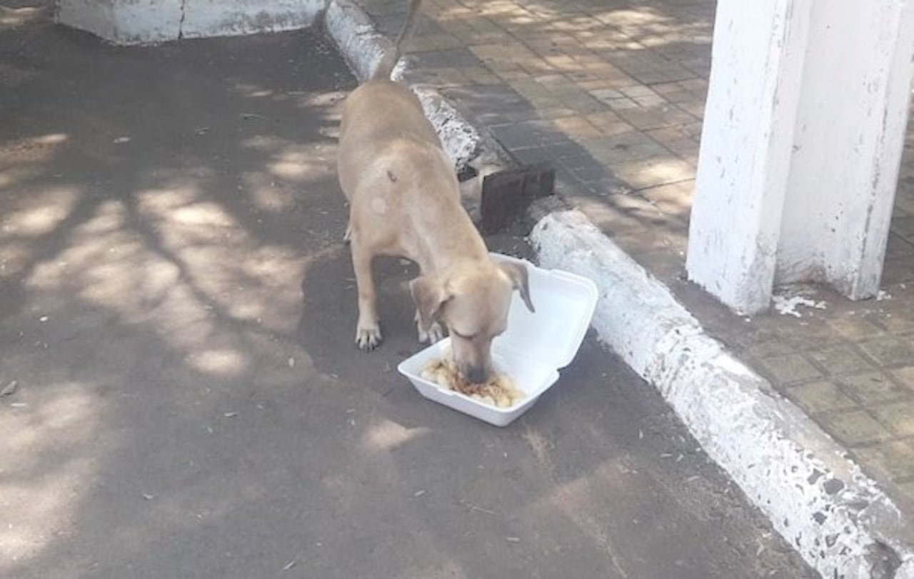 A “firu” le gusta probar bocado en medio de las coberturas.