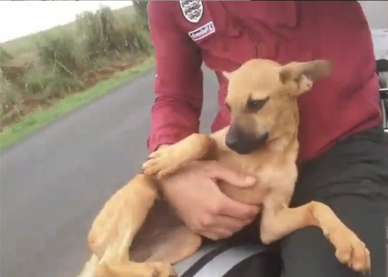 La cachorrita jamás perdió la confianza durante el viaje.