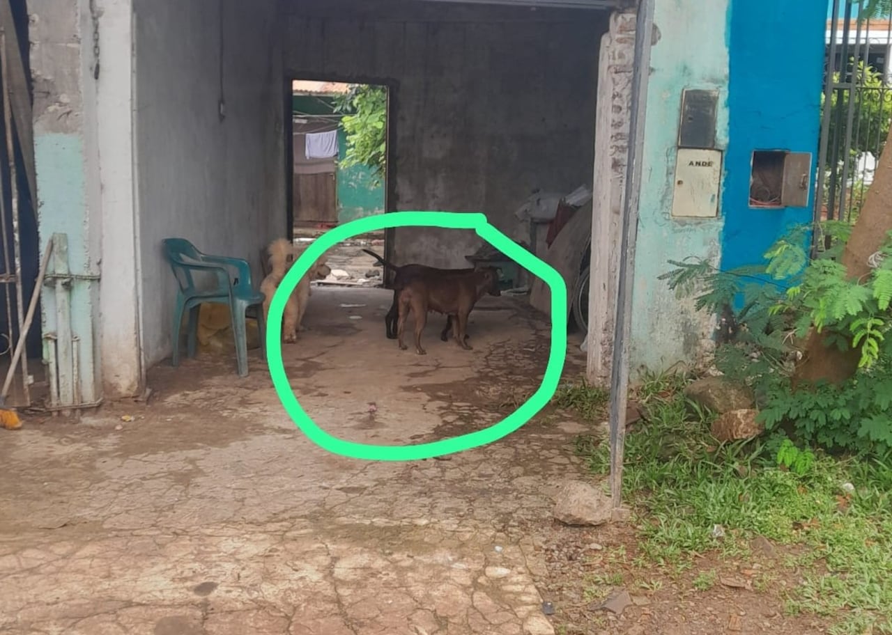 Le tomó fotos al perro, quien sigue campante en la casa.