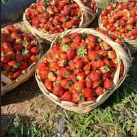 Cuando más fría, más dulce es: el arte de cultivar frutilla