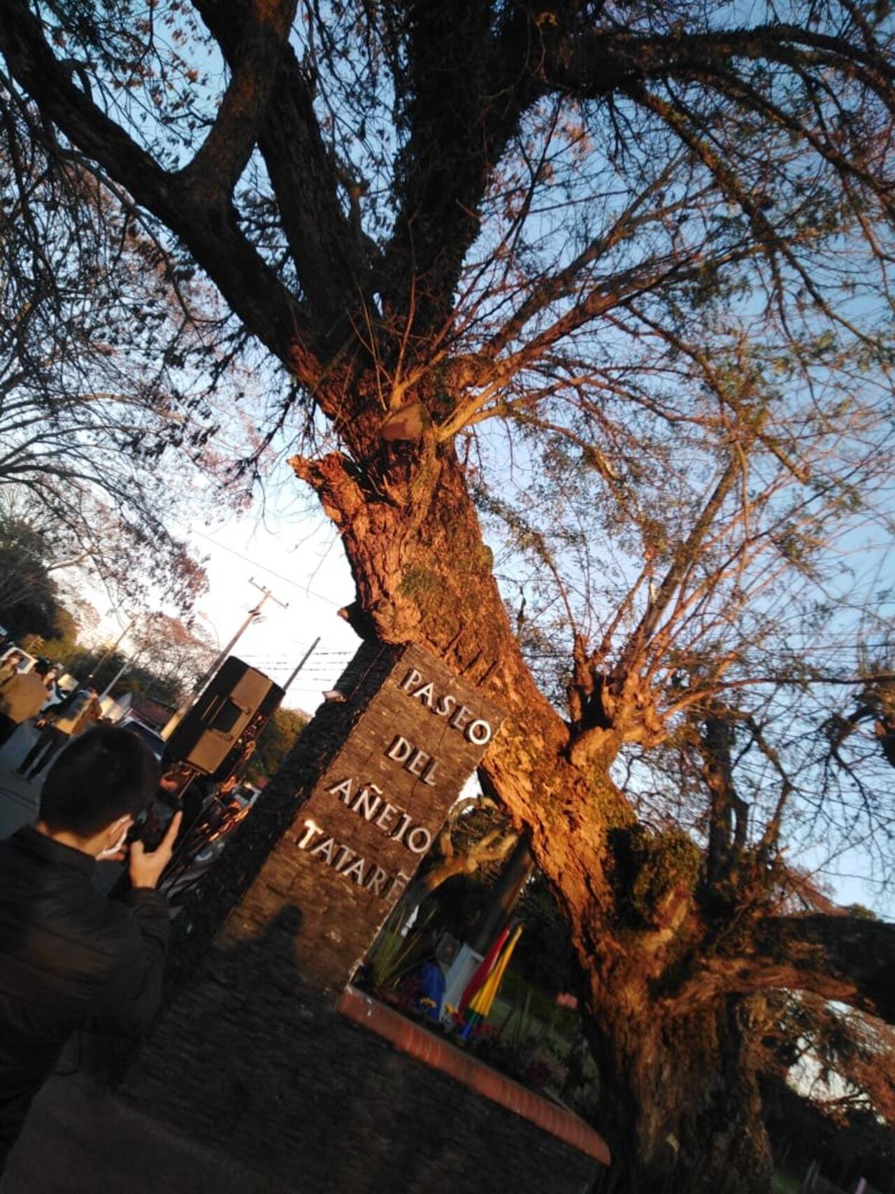Tatare de Ayolas elegido como "el árbol de la gente"