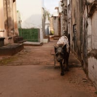 Vaicho, el firulais que cuida a sus humanos en la Recoleta