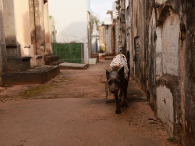 Vaicho, el firulais que cuida a sus humanos en la Recoleta
