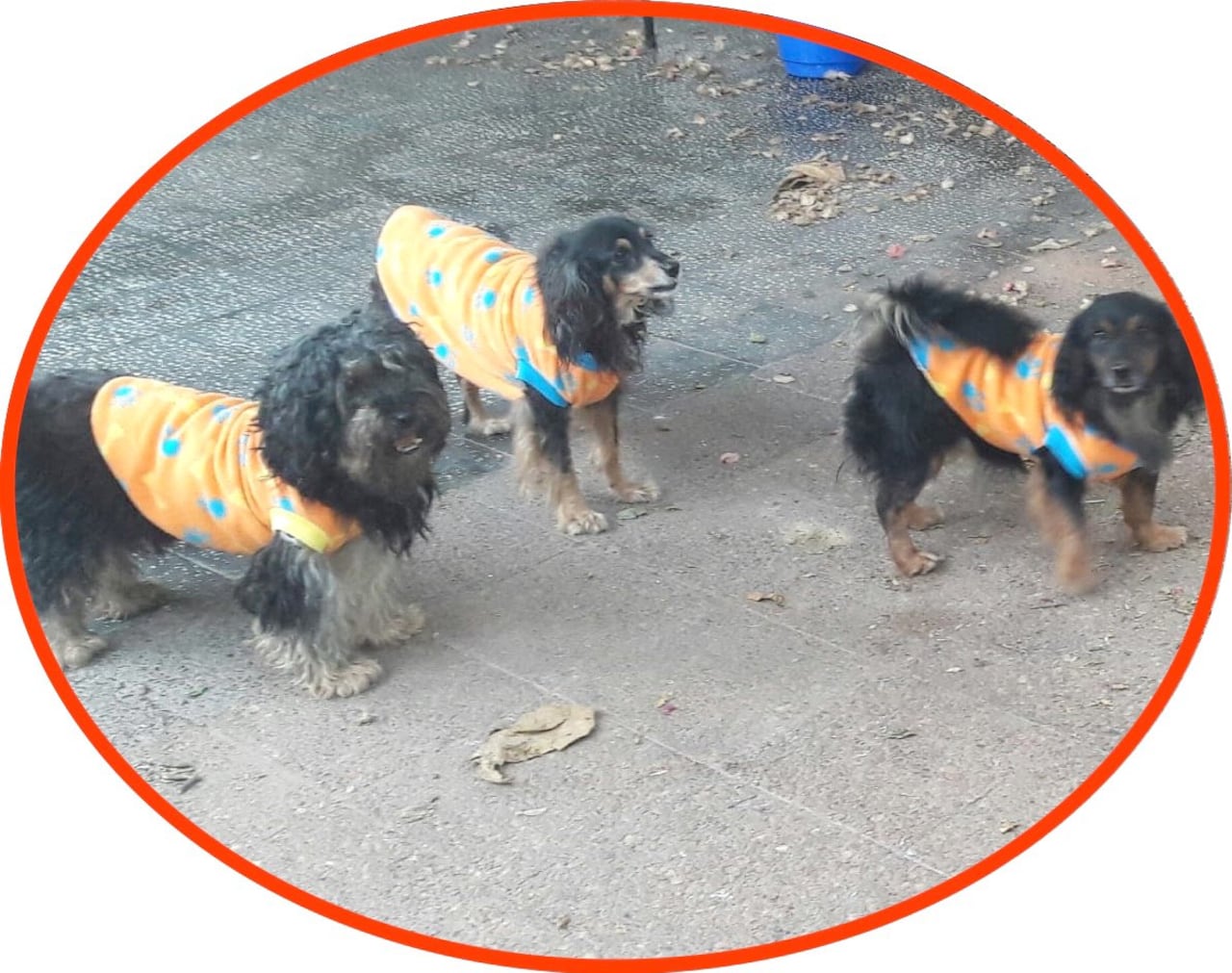 Así luce el abrigo puesto en las mascotas.