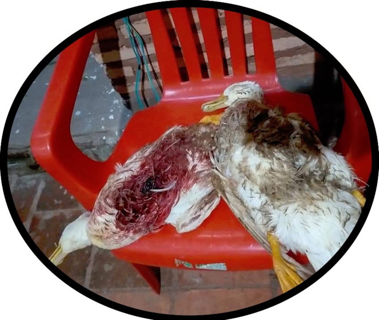 Los patos no tenían una sola gota de sangre.
