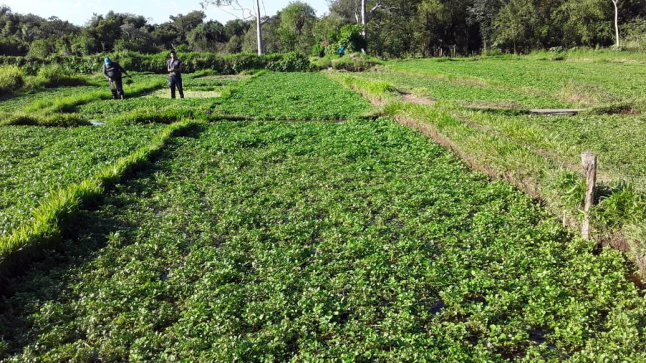 En el invierno es más barato y hay más producción. CRÉDITO A.F.