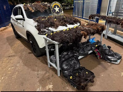 Una incautación de pelos: 148 kilos de cabello humano