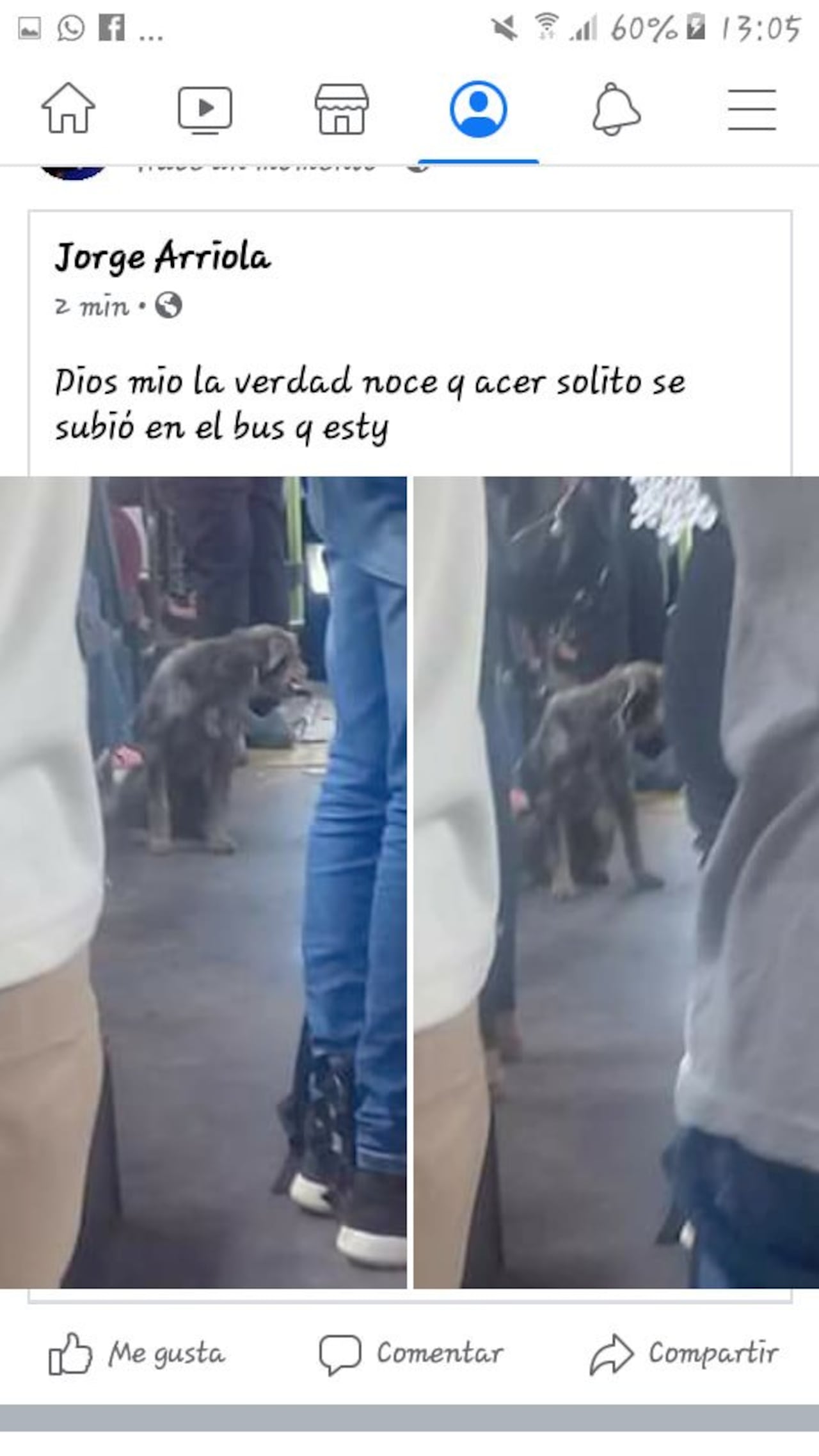 El perro igual viaja si está lleno el bus. GENTILEZA
