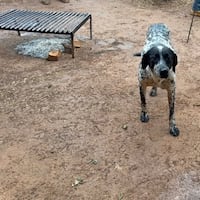 Apareció la perra “Layla” pero el niño Khael aún no