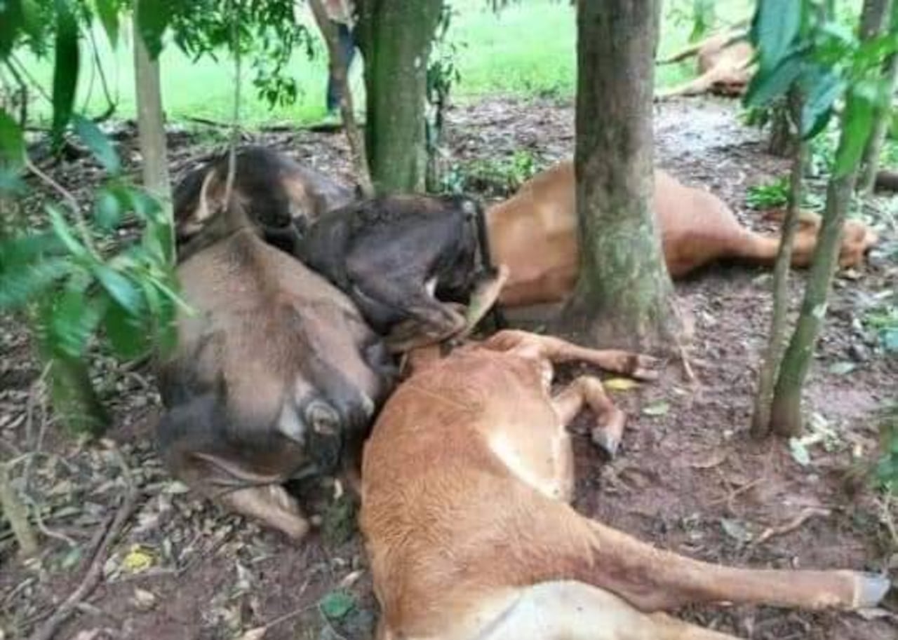En algunos casos, daños en la producción de repollo y tomates, como también animales muertos. Gentileza