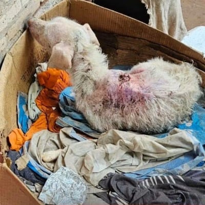Rescataron a Pinki, un firu que estaba sufriendo maltrato y abandono