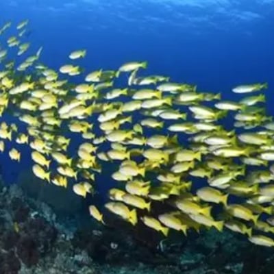 Ojo con las informaciones falsas sobre los dorados he’i el MADES