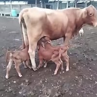 ¡Tres de una! Vaca da a luz a trillizos y sorprende a productores de San Pedro