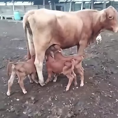 ¡Tres de una! Vaca da a luz a trillizos y sorprende a productores de San Pedro