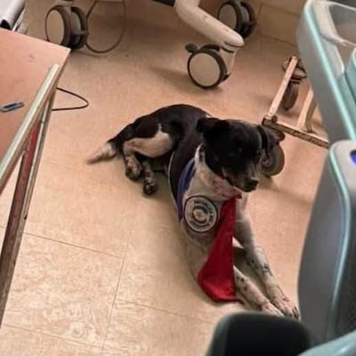 El amigo que nunca abandona