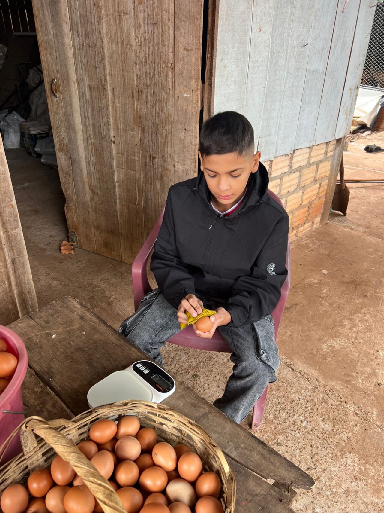 Limpia y organiza todos los huevos de la gallina.