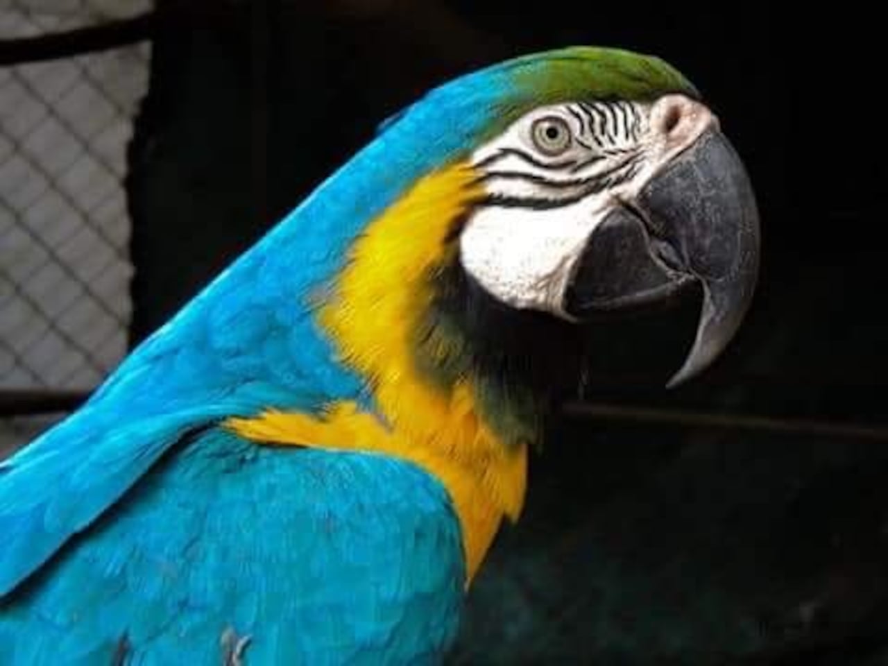 Le decían "Luque" a este papagayo por sus colores