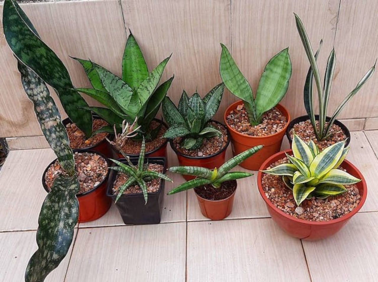 Vistosas, chiquititas o de formas raras pueden llegar a ser más caras que las orquídeas.